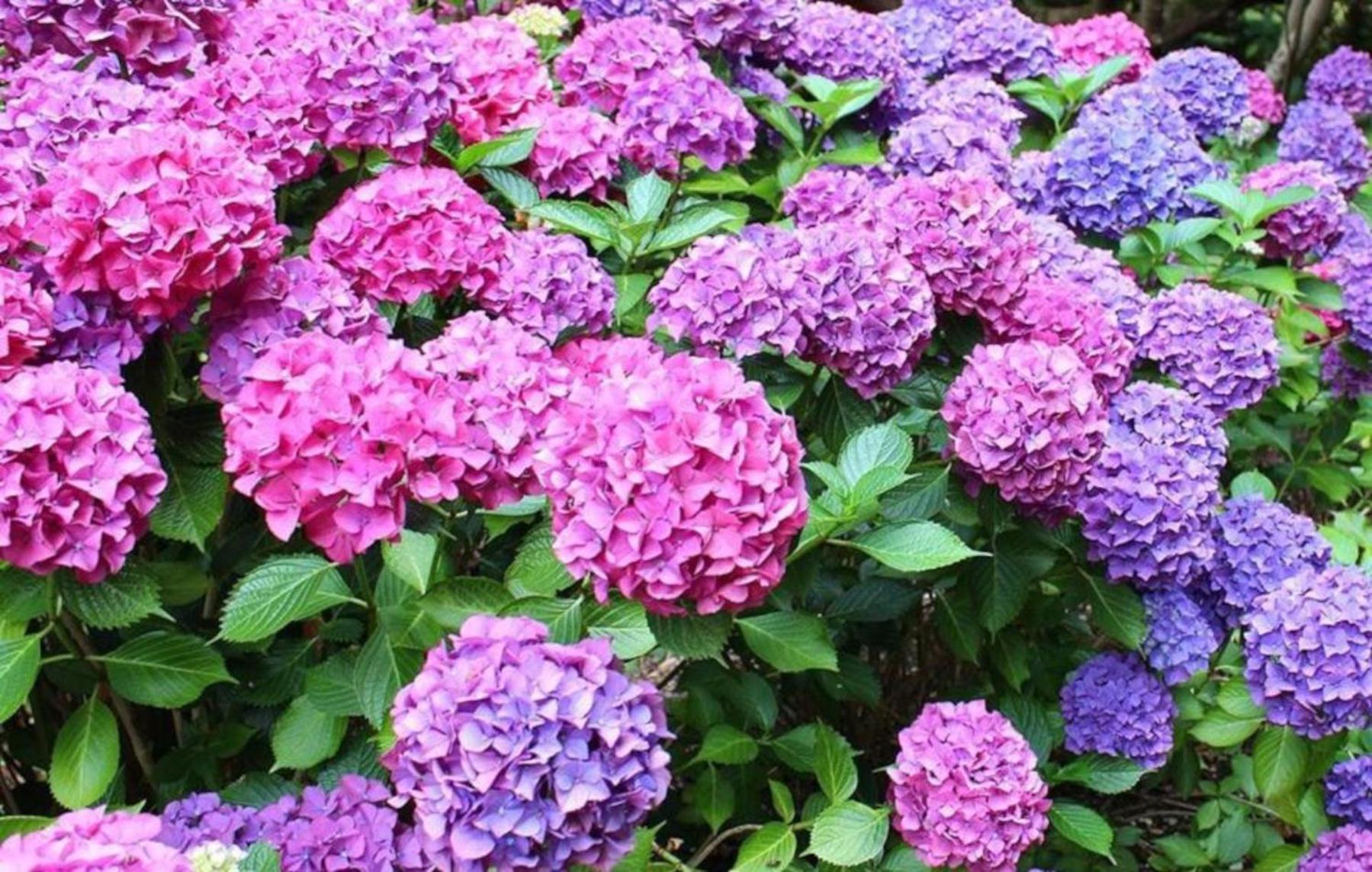 La Casita De Las Hortensias Ortigosa del Monte Exterior foto